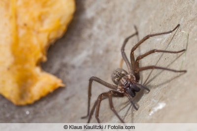 Winkelspinne in Großaufnahme