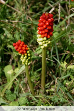 Rote Früchte des Aronstabs