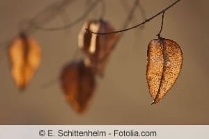 Blasenesche im Herbst