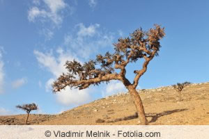 Weihrauchbaum in karger Landschaft