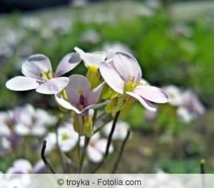 Weisse Blüten der Gaensekresse