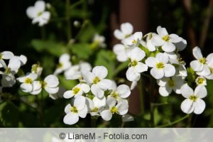 Blüten der Gaensekresse