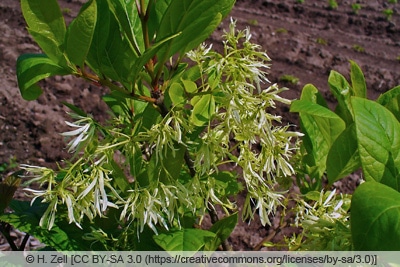 Schneeflockenstrauch - Giftesche - Chionanthus virginicus