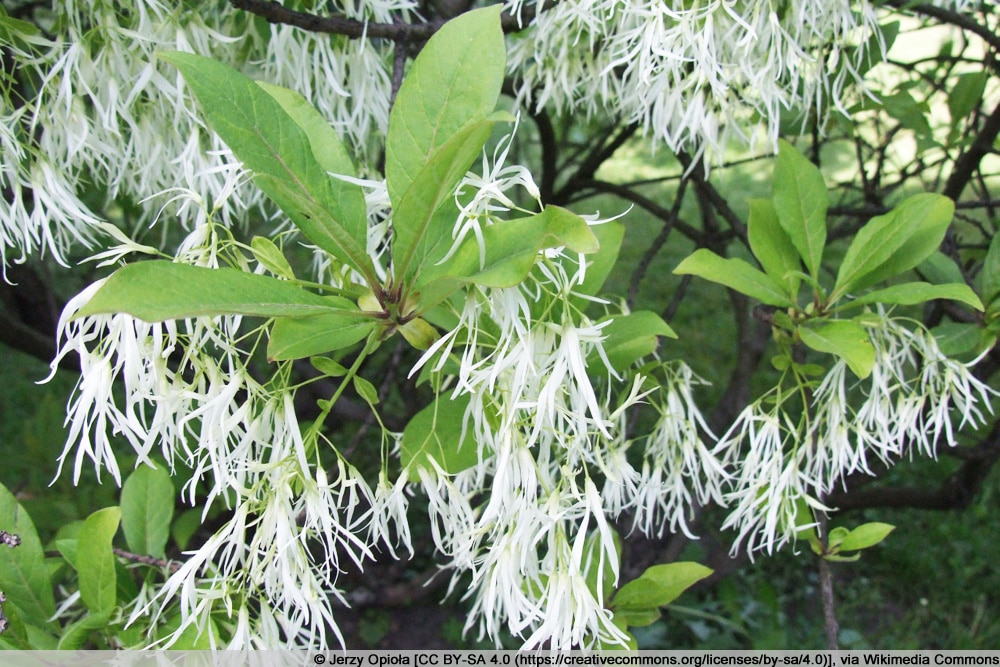 Schneeflockenstrauch - Giftesche - Chionanthus virginicus