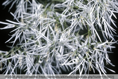 Schneeflockenstrauch - Giftesche - Chionanthus virginicus