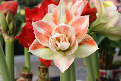 Amaryllis - Ritterstern