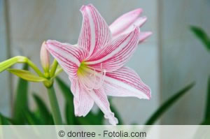 Amaryllis