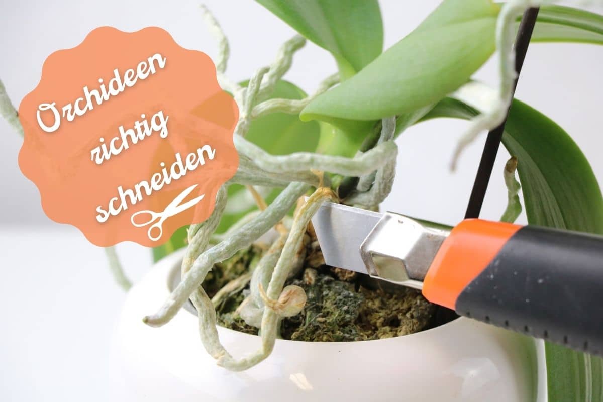 Orchideen schneiden