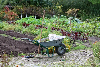 Mischkultur im Gemüse-Beet