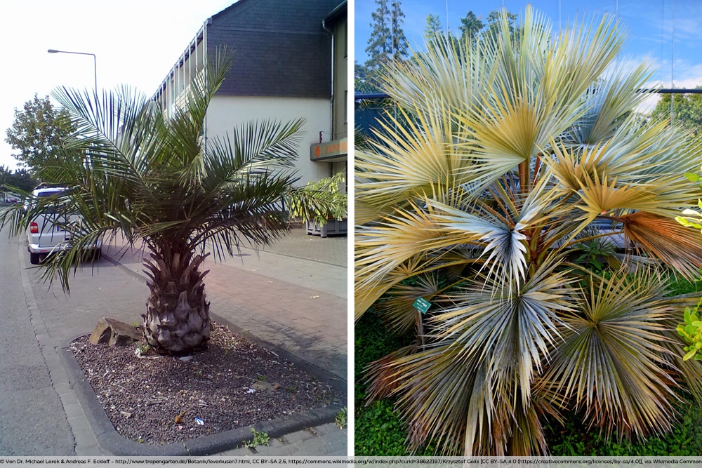 Honigpalme - Jubaea chilensis