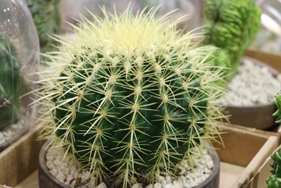 Goldkugelkaktus - Echinocactus grusonii