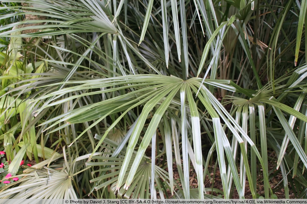 Nadelpalme - Rhapidophyllum hystrix