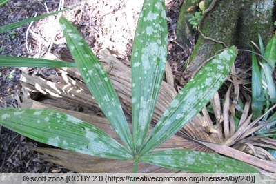 Nadelpalme - Rhapidophyllum hystrix 