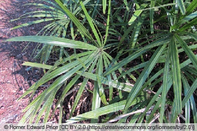 Nadelpalme - Rhapidophyllum hystrix