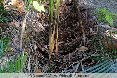 Nadelpalme - Rhapidophyllum histrix