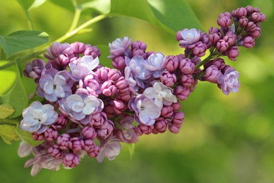 Edelflieder - Syringa vulgaris 'Michael Buchner'