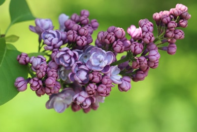 Edelflieder - Syringa vulgaris 'Michael Buchner'