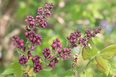 Edelflieder - Syringa vulgaris 'Ruhm von Hortenstein'