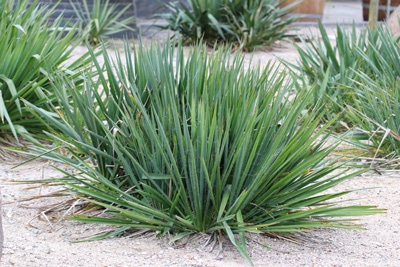 Riesen-Palmlilie - Yucca elephantipes