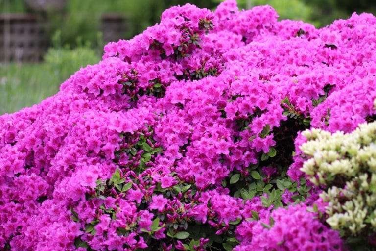 Vermehren und veredeln von Rhododendren Ableger & Stecklinge