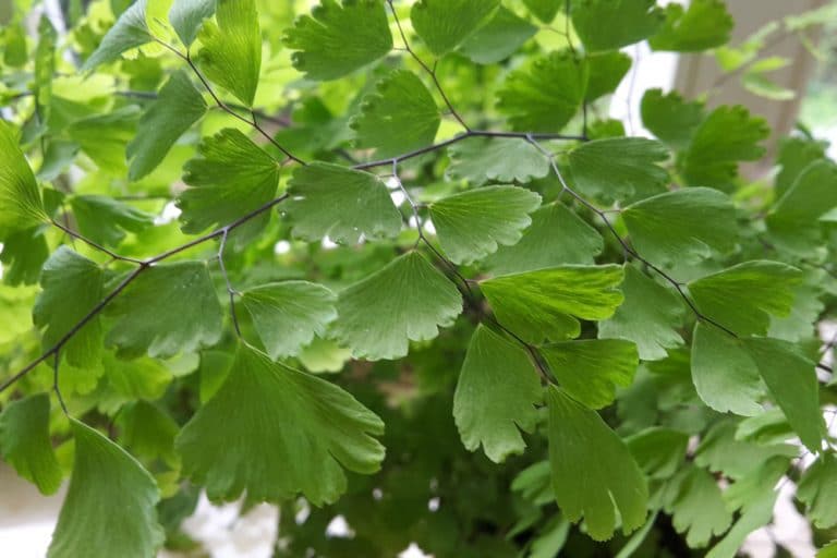 Frauenhaarfarn, Adiantum Sorten, Pflege und Vermehren Gartenrat.de