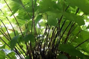 Frauenhaarfarn, Adiantum Sorten, Pflege und Vermehren Gartenrat.de