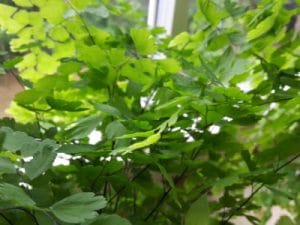 Frauenhaarfarn, Adiantum Sorten, Pflege und Vermehren Gartenrat.de