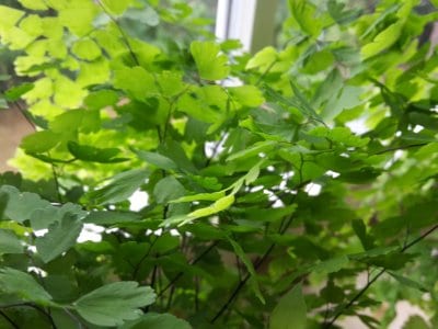 Adiantum