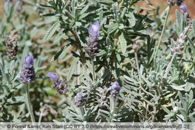 Französischer Lavendel - Lavandula dentata