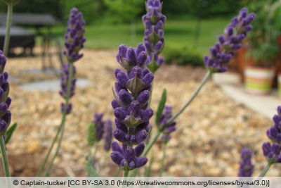 Lavandula Angustifolia 'Hidcote blue'