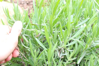 Lavendel auslichten