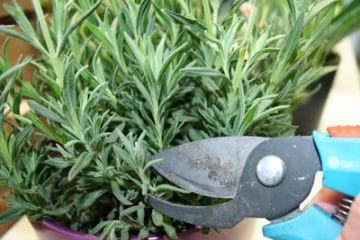 Lavendel richtig schneiden Anleitung in 4 Schritten Gartenrat.de