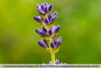 Speiklavendel - Lavandula latifolia 