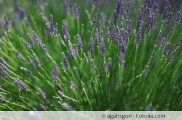 Wo sich Lavendel wohlfühlt der ideale Standort in Garten/Balkon