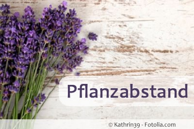 lavendel pflanzabstand 89571598