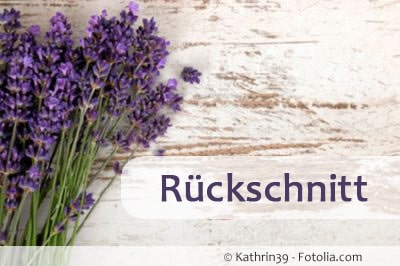 lavendel rueckschnitt 89571598