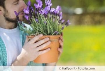 Wo sich Lavendel wohlfühlt der ideale Standort in Garten/Balkon