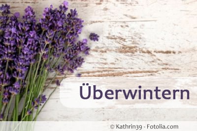 lavendel ueberwintern 89571598