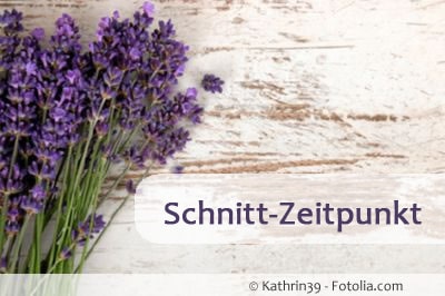 lavendel zeitpunkt schneiden 89571598