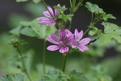 moschus malve malva moschata 