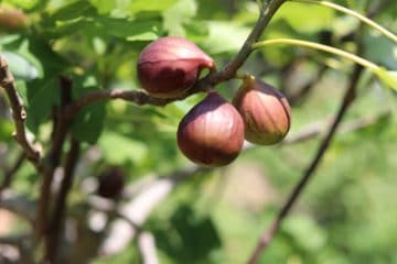 Feigenbaum, Echte Feige, Ficus carica Pflanzen & Pflege Gartenrat.de