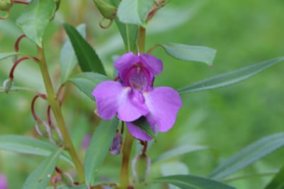 Balsamine - Impatiens balsamina