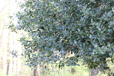 Stechpalme - Ilex aquifolium 