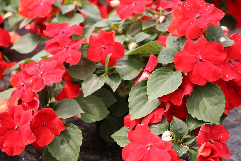 Fleißiges Lieschen - Impatiens walleriana