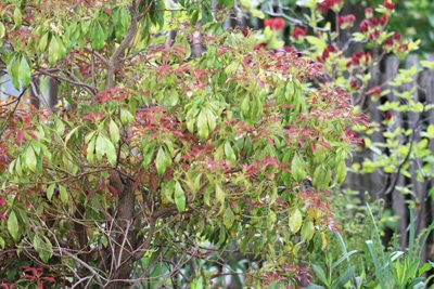 Glanzmispel - Photinia