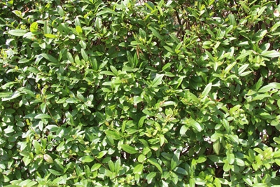 Liguster - Ligustrum