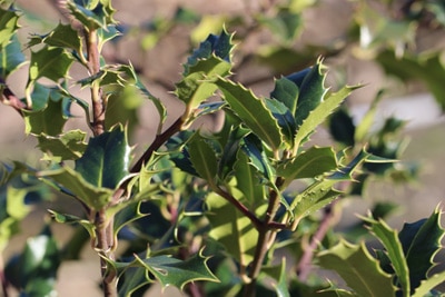 Stechpalme - Ilex aquifolium 