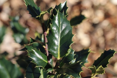 Stechpalme - Ilex aquifolium 