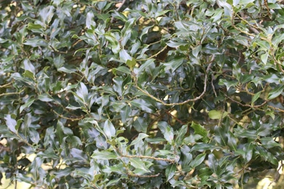 Stechpalme - Ilex aquifolium