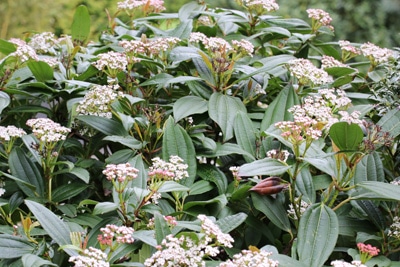 Immergrüner Kissenschneeball - Viburnum davidii